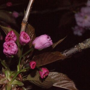 Meet your Posher, Lotus